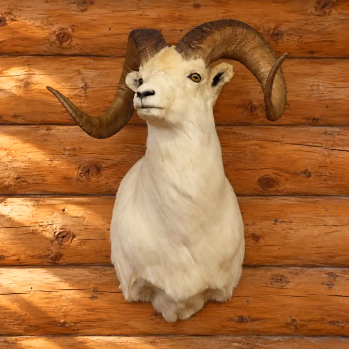 Alpine Curl Dall Sheep Shoulder Mount