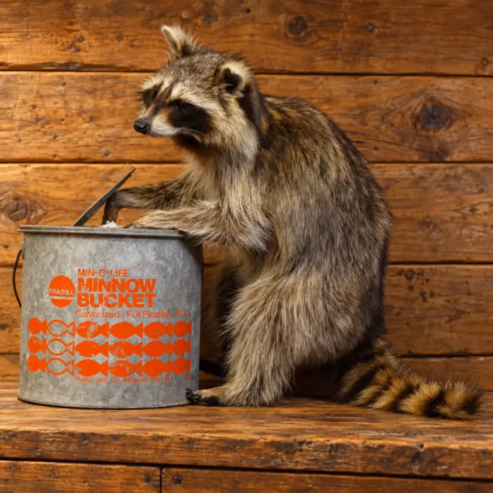 Bait Bucket Raccoon Wildlife Mount