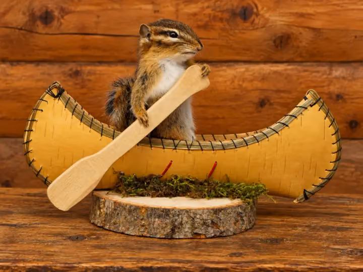 Birch Canoe Chipmunk Scene