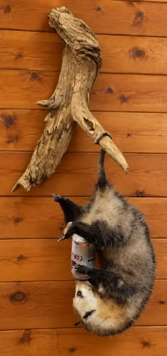Backwoods Hanging Opossum Mount with Can
