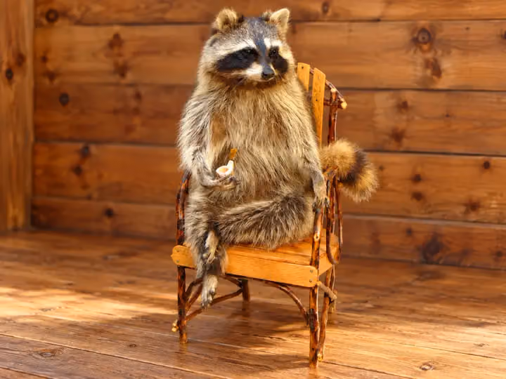 Fireside Raccoon Chair Display