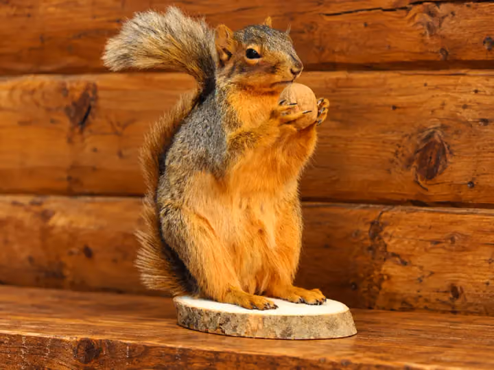 Acorn Watch Squirrel Mount