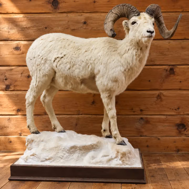 Alpine Ram Full-Body Dall Sheep Mount