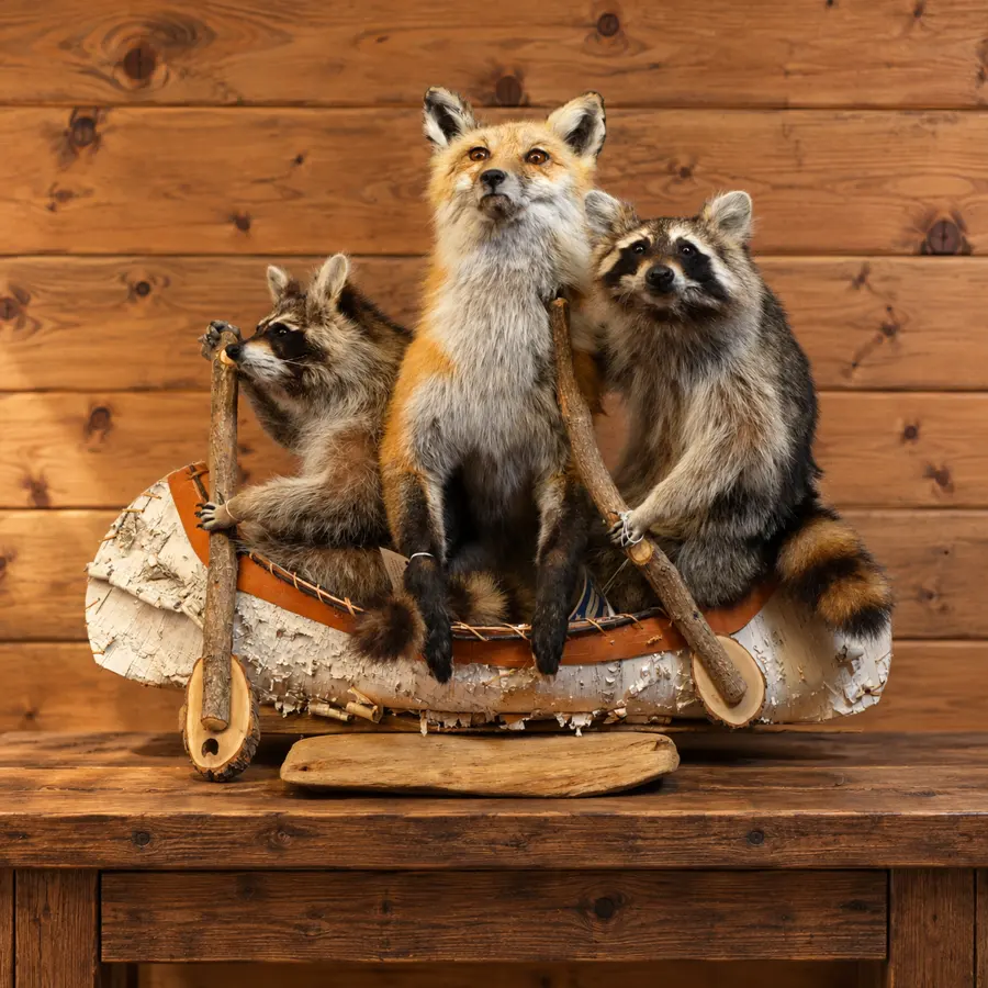 Birchwater Fox and Raccoon Trio Canoe Mount in a rustic cabin