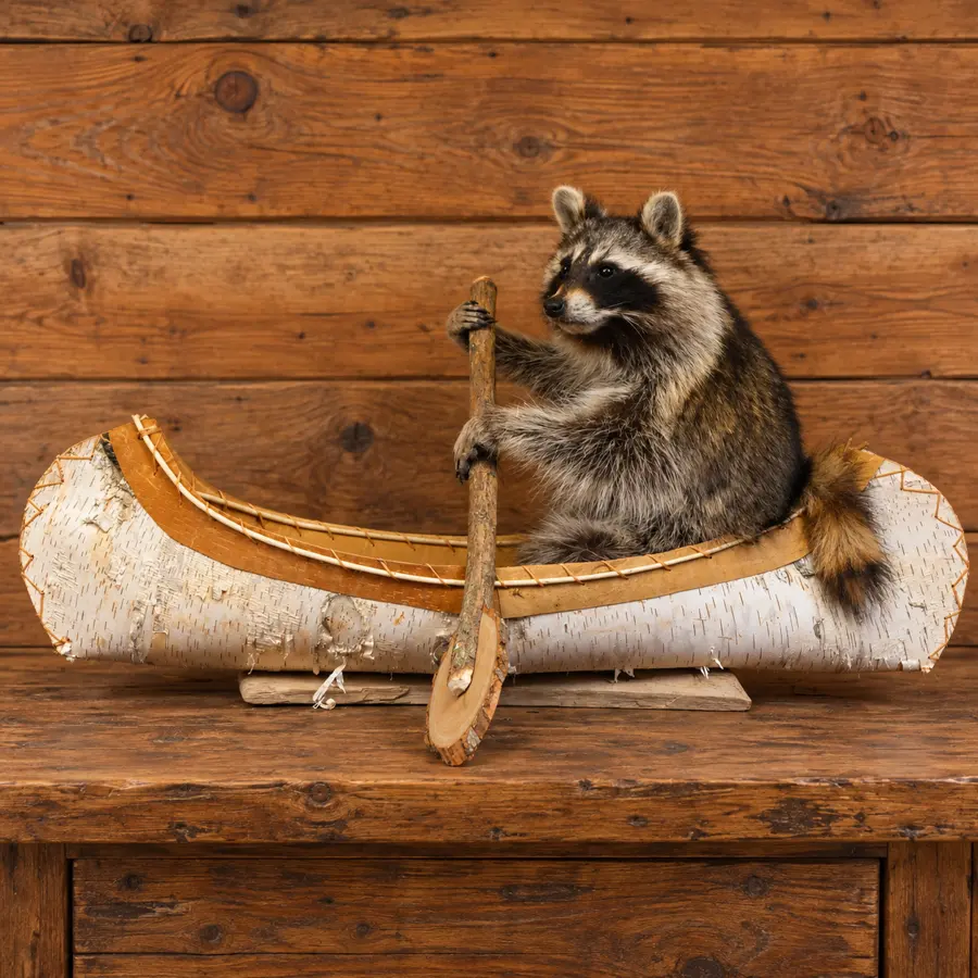 Birchwater Solo Raccoon Canoe Mount in a rustic cabin