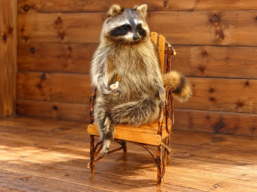 Fireside Raccoon Chair Display in a rustic cabin