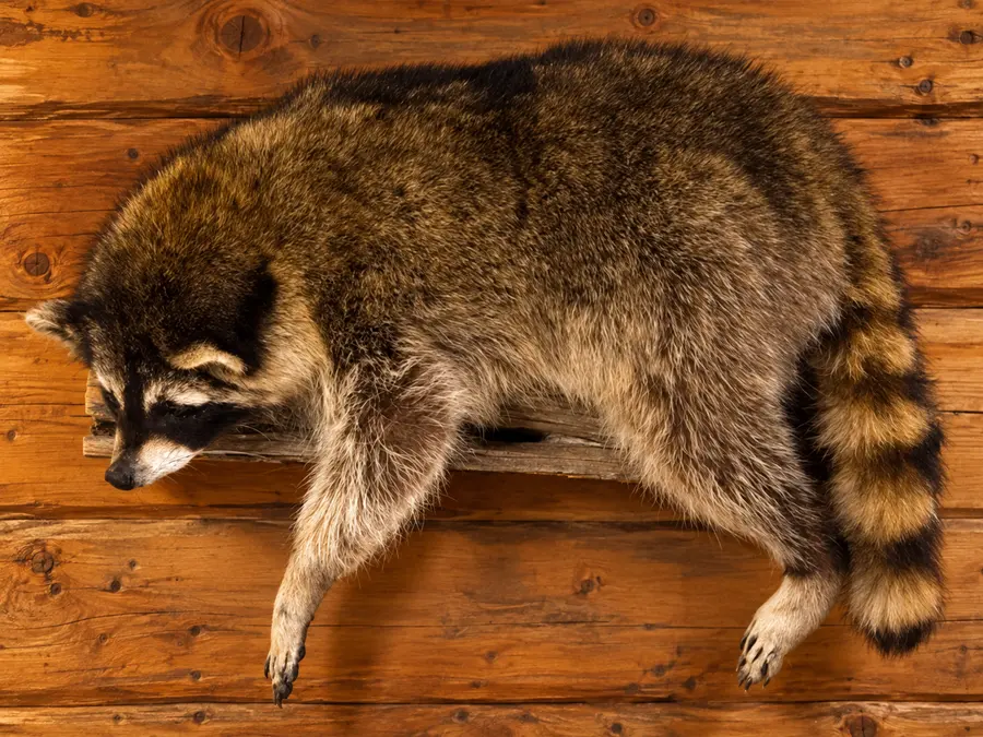 Woodland Rest Raccoon Mount in a rustic cabin