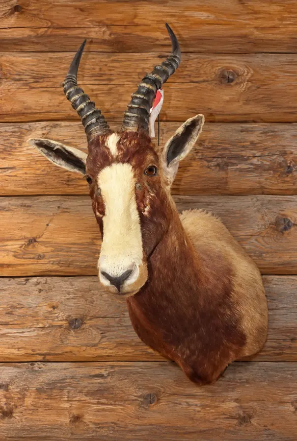 Savanna Blaze Blesbok Mount in a rustic cabin