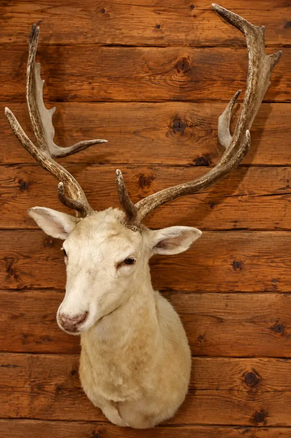 Pale Meadow Fallow Deer Mount in a rustic cabin