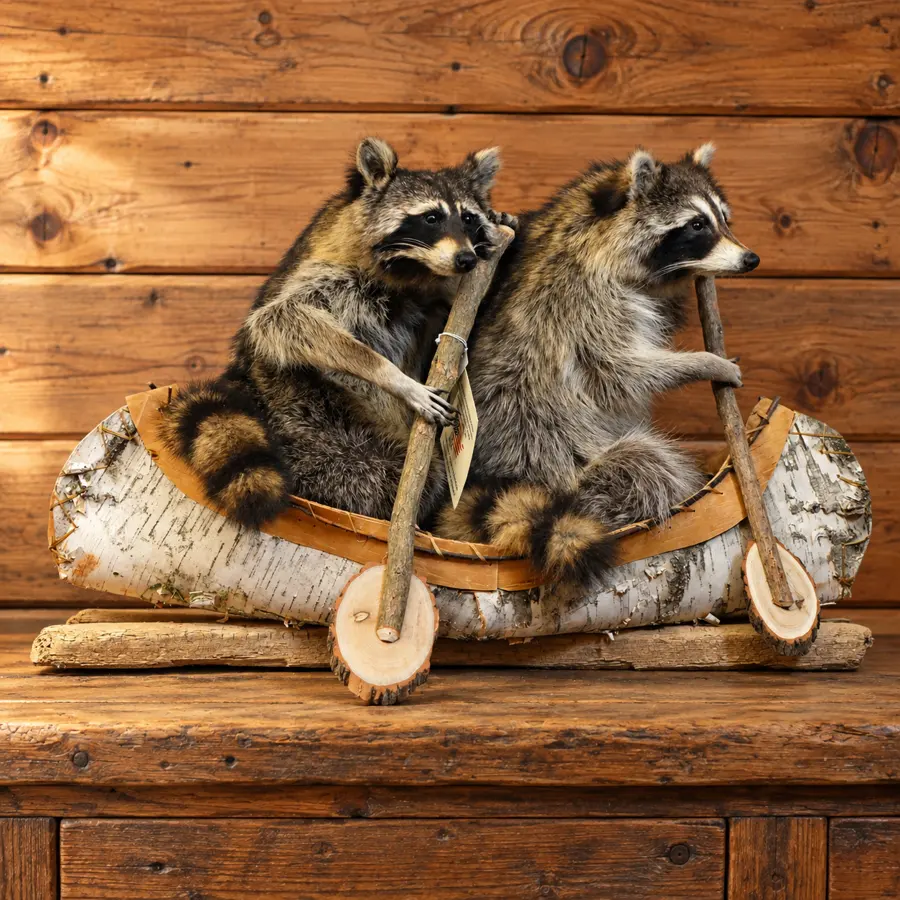 Birchwater Tandem Raccoon Canoe Mount in a rustic cabin