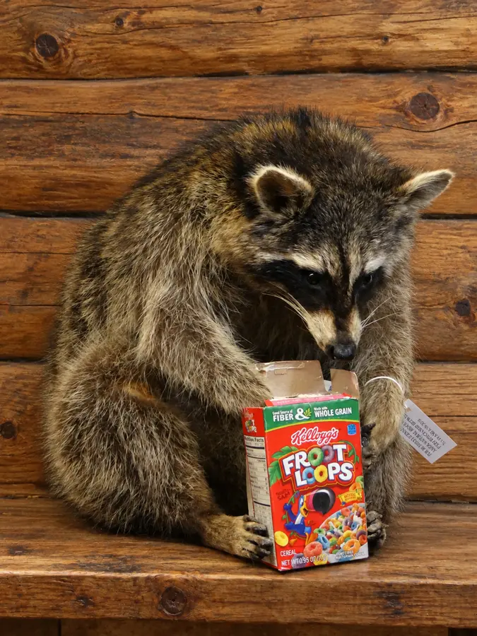 Breakfast Bandit Cereal Raccoon Mount in a rustic cabin