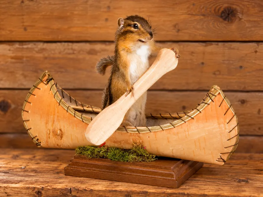 Little Creek Chipmunk Canoe Mount in a rustic cabin