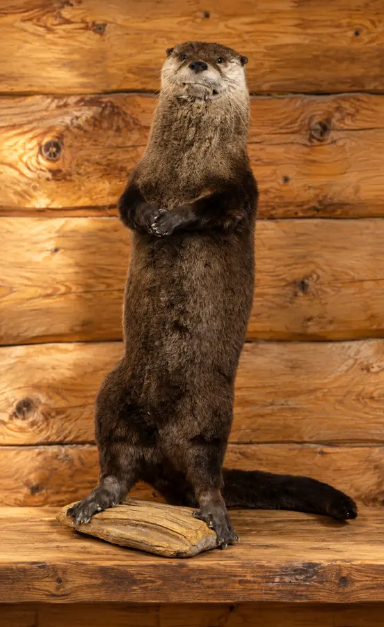 Riverbank Otter on Driftwood in a rustic cabin