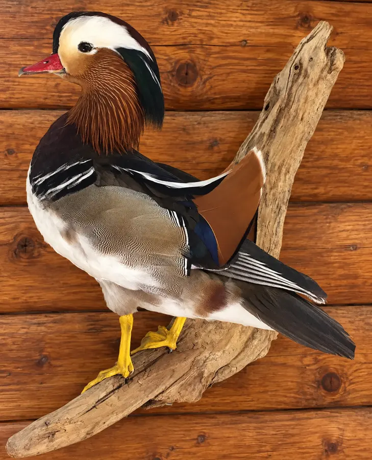 Driftwood Mandarin Wall Mount in a rustic cabin