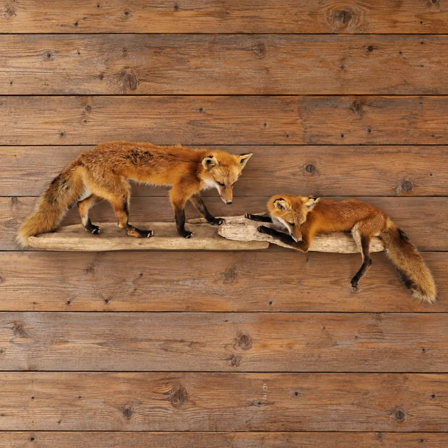 Twin Pines Red Fox Driftwood Wall Mount in a rustic cabin