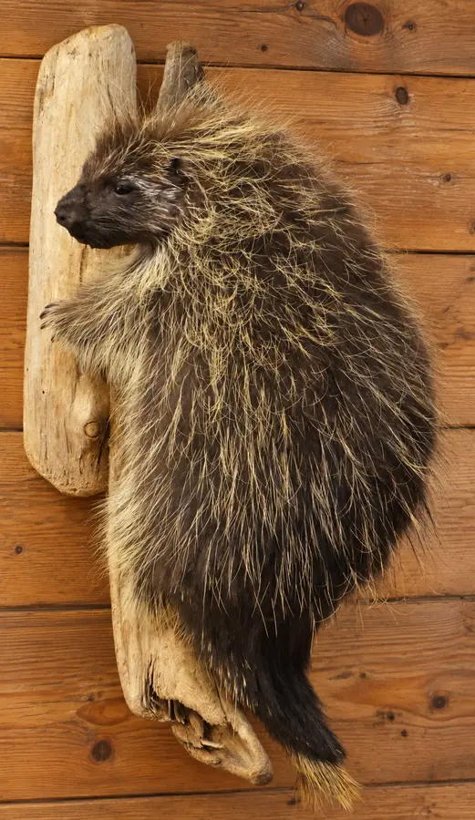 Timber Climber Porcupine Wall Display in a rustic cabin