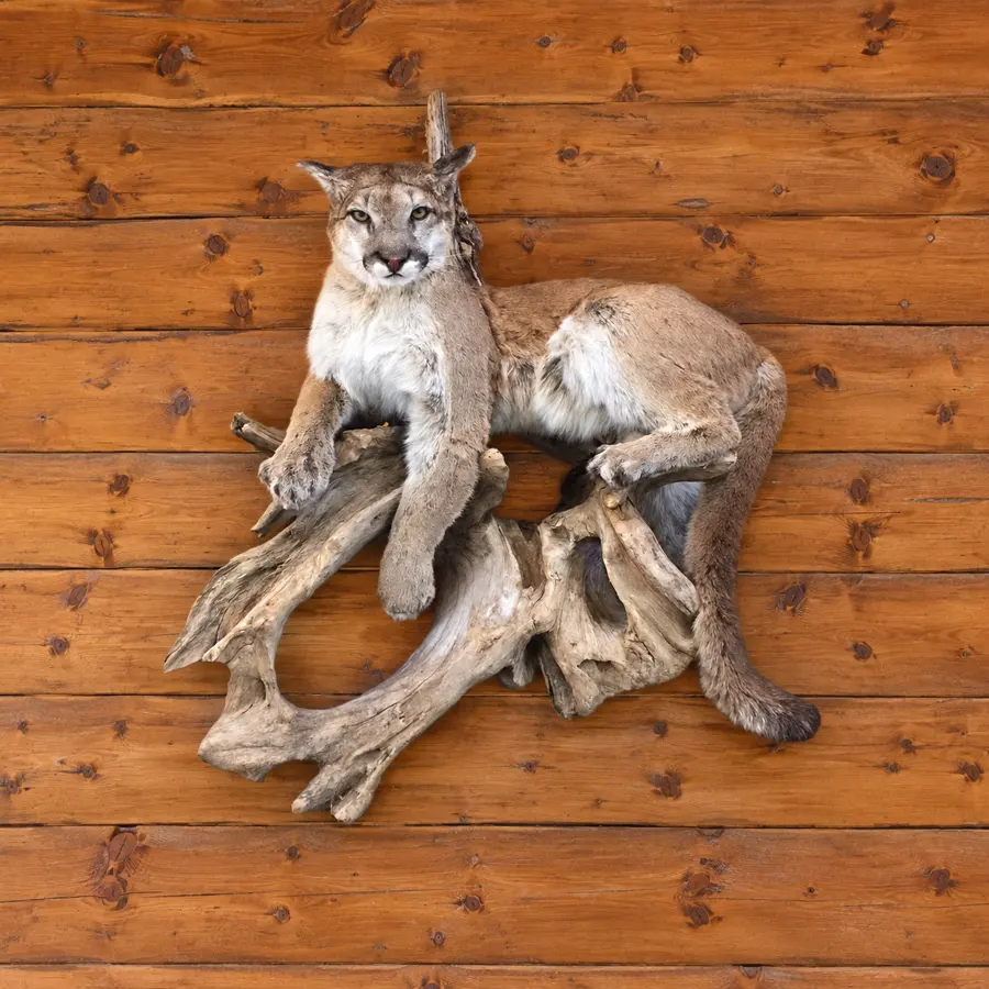 Wild Summit Mountain Lion Driftwood Mount in a rustic cabin