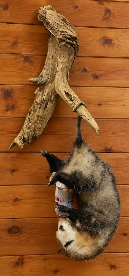 Backwoods Hanging Opossum Mount with Can in a rustic cabin