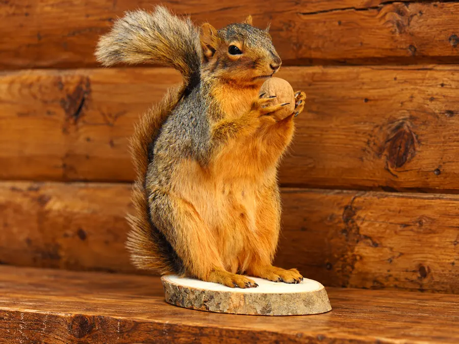 Acorn Watch Squirrel Mount in a rustic cabin