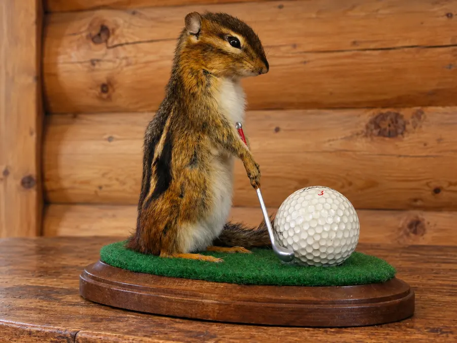 Fairway Forest Golfing Chipmunk Display in a rustic cabin