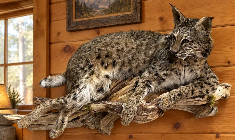 Driftwood Resting Bobcat Wall Mount in a rustic cabin