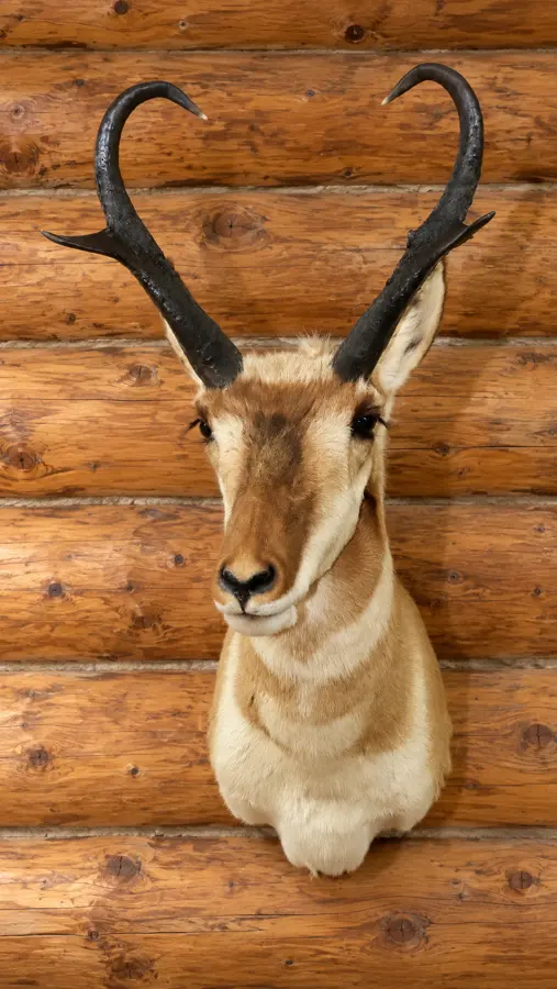 Prairie Arc Pronghorn Mount in a rustic cabin