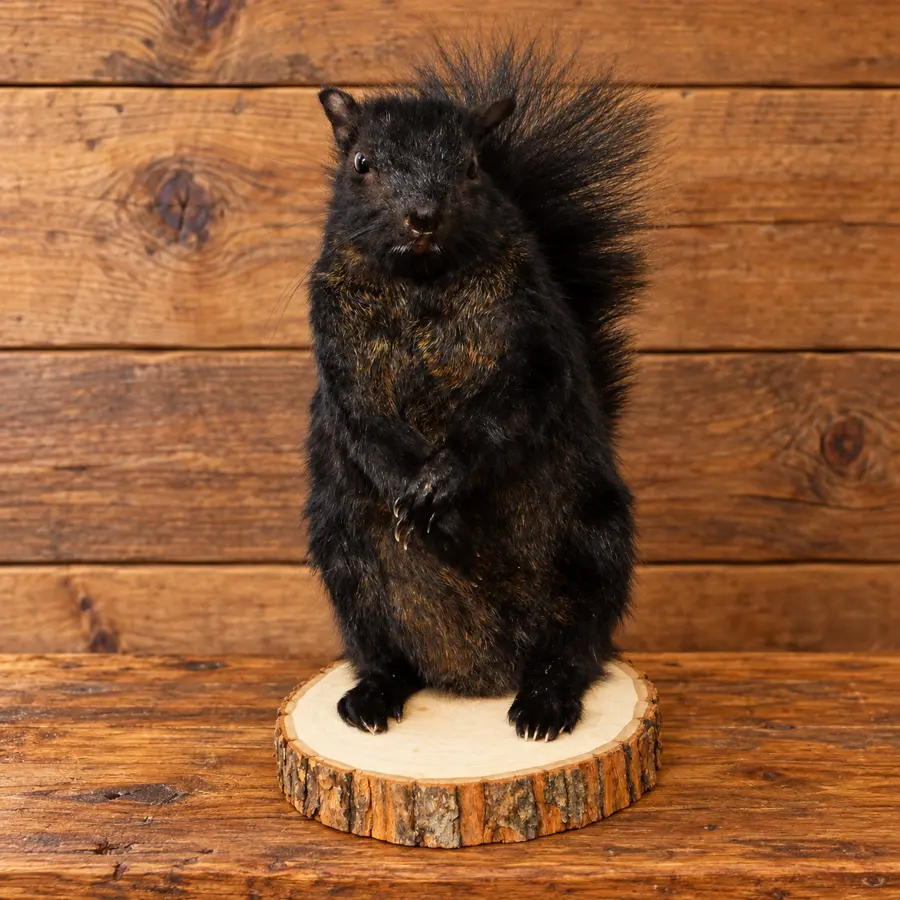 Midnight Grove Black Squirrel Mount in a rustic cabin