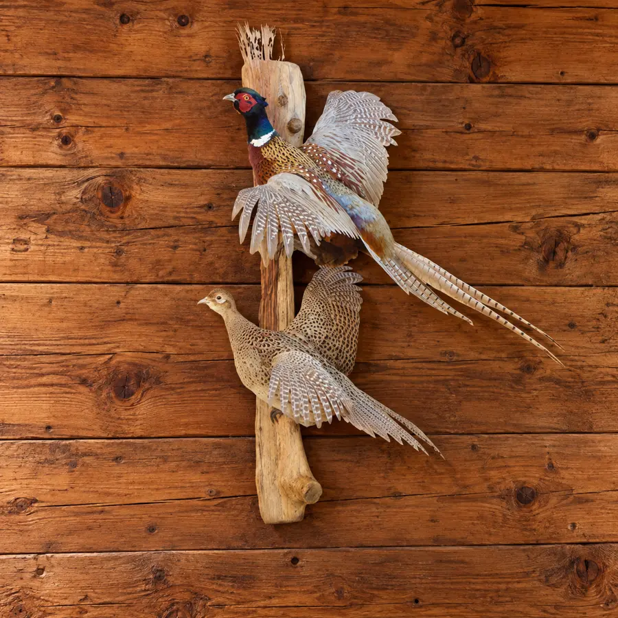 Upland Flight Pheasant Pair Mount in a rustic cabin