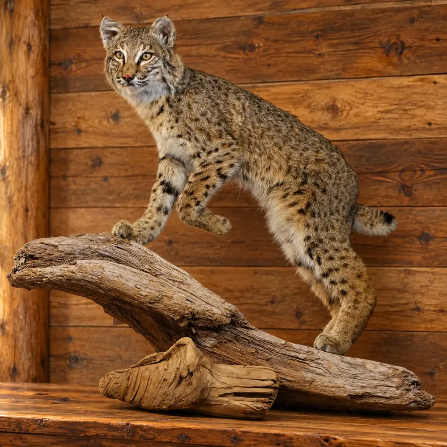 Timberwatch Prowling Bobcat Driftwood Mount in a rustic cabin