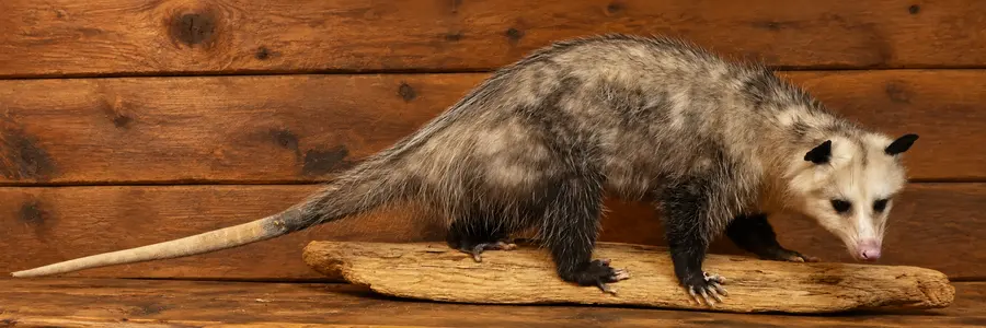 Driftwood Trail Opossum Mount in a rustic cabin