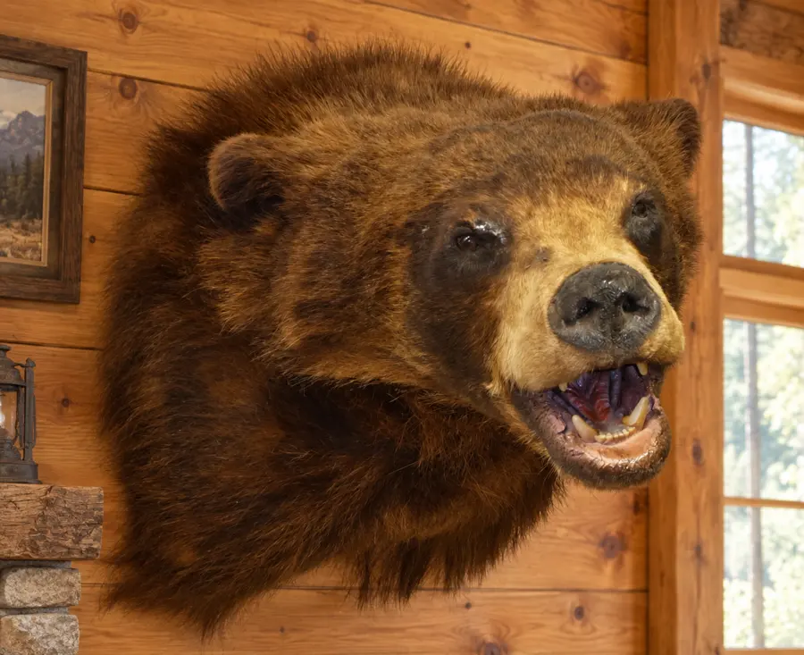 Brown-Phase Black Bear Shoulder Mount in a rustic cabin