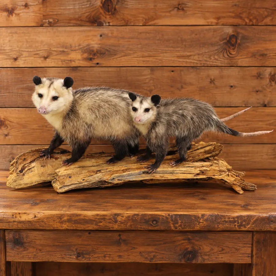 Hollowbranch Opossum Pair Driftwood Mount in a rustic cabin