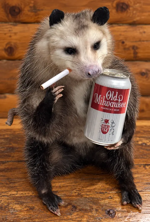 Porch Break Opossum Mount in a rustic cabin