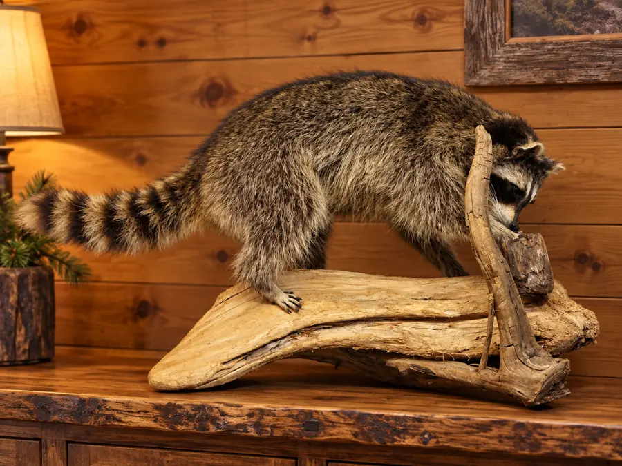 Driftwood Prowl Raccoon Mount in a rustic cabin