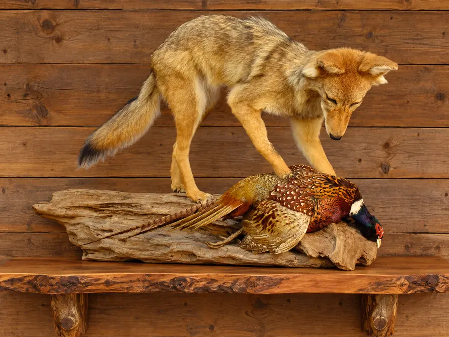 Prairie Watch Coyote and Pheasant Mount in a rustic cabin
