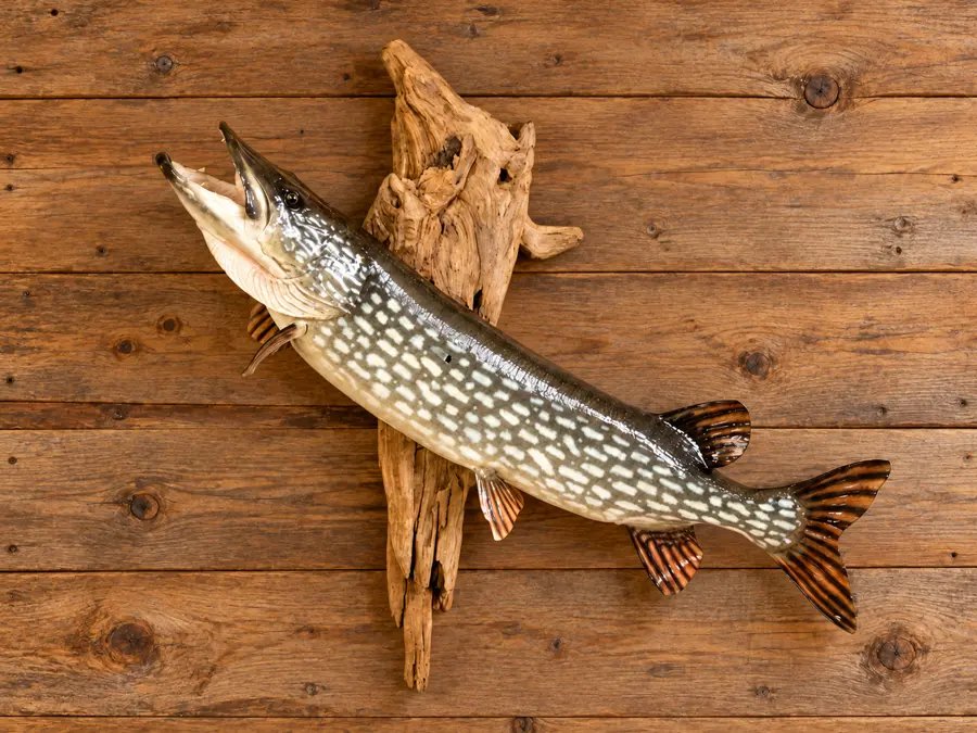 Northwoods Angler Northern Pike Mount in a rustic cabin