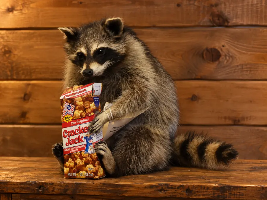 Snacktime Lodge Seated Raccoon Mount in a rustic cabin