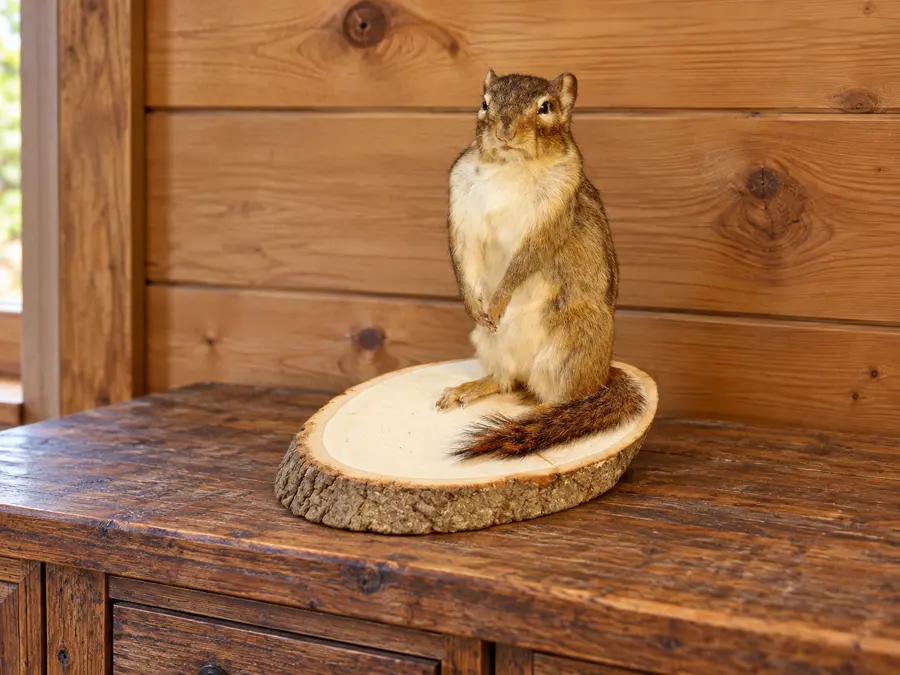 Acorn Hollow Standing Chipmunk Mount in a rustic cabin