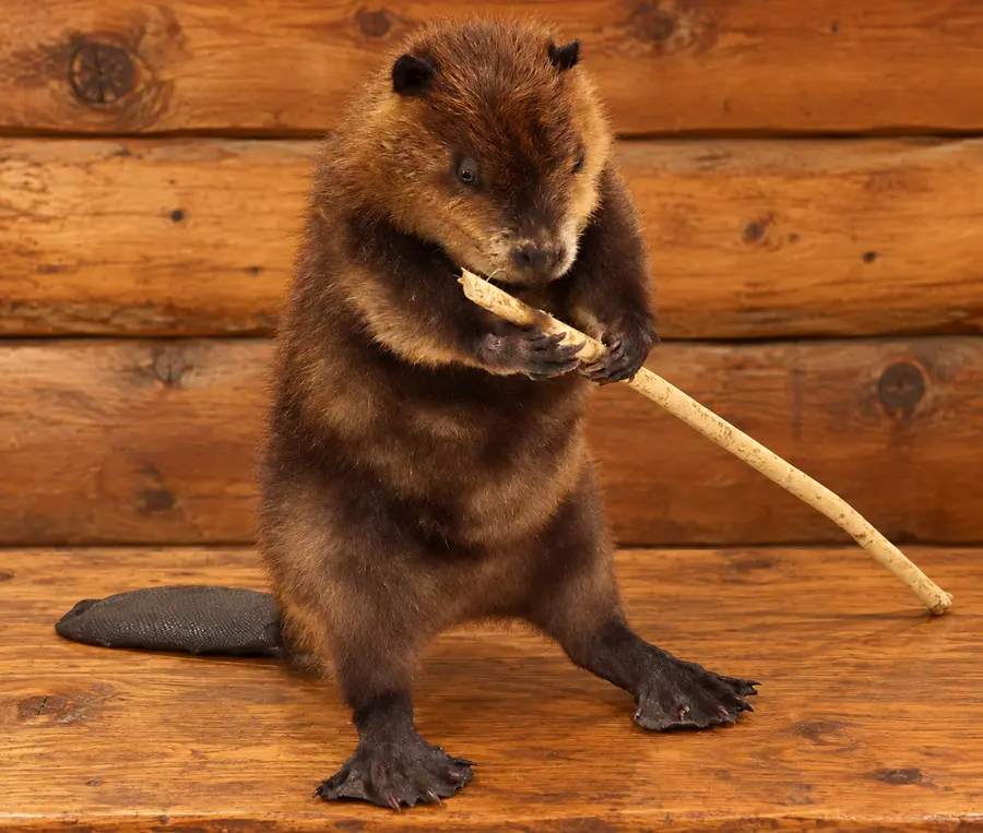 Little Timber Beaver Mount in a rustic cabin