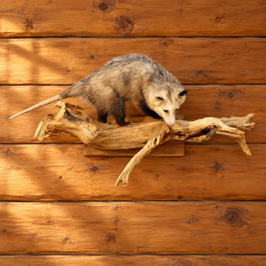 Cabin Climber Opossum Mount in a rustic cabin