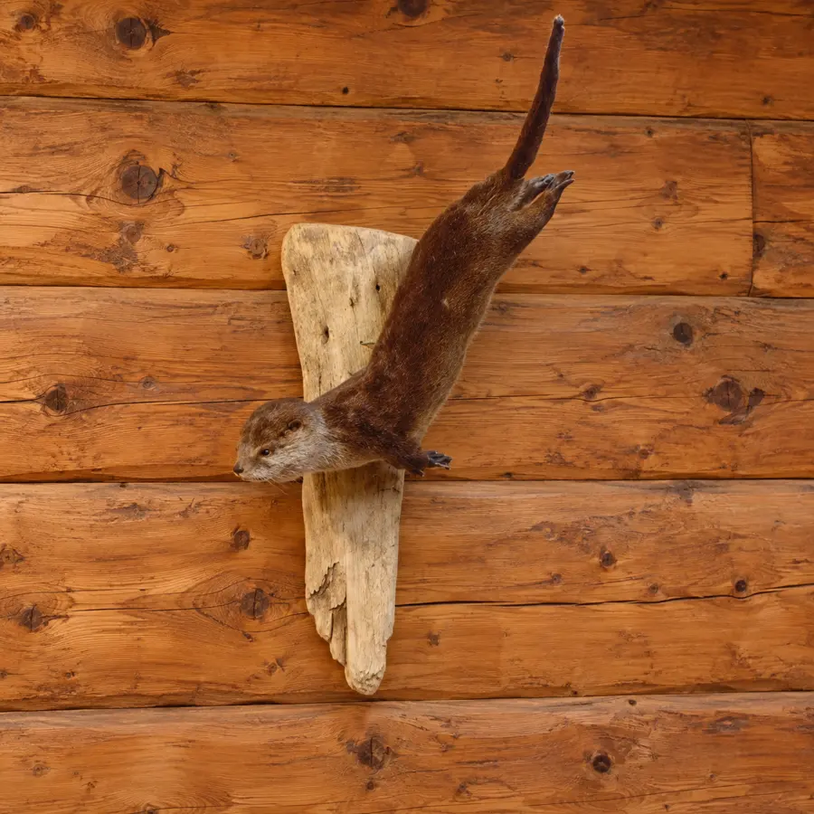 Riverbend Swimming Otter Wall Mount in a rustic cabin