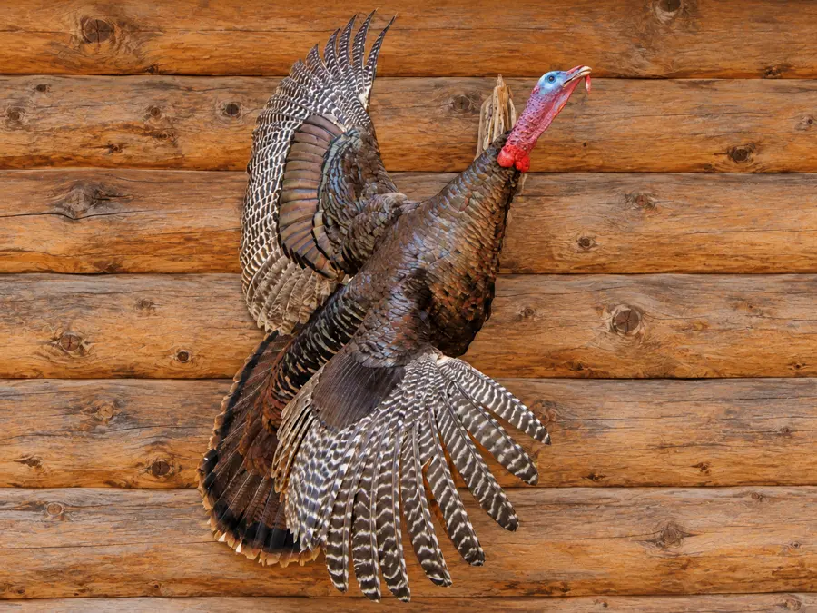 Woodland Flight Turkey Wall Mount in a rustic cabin