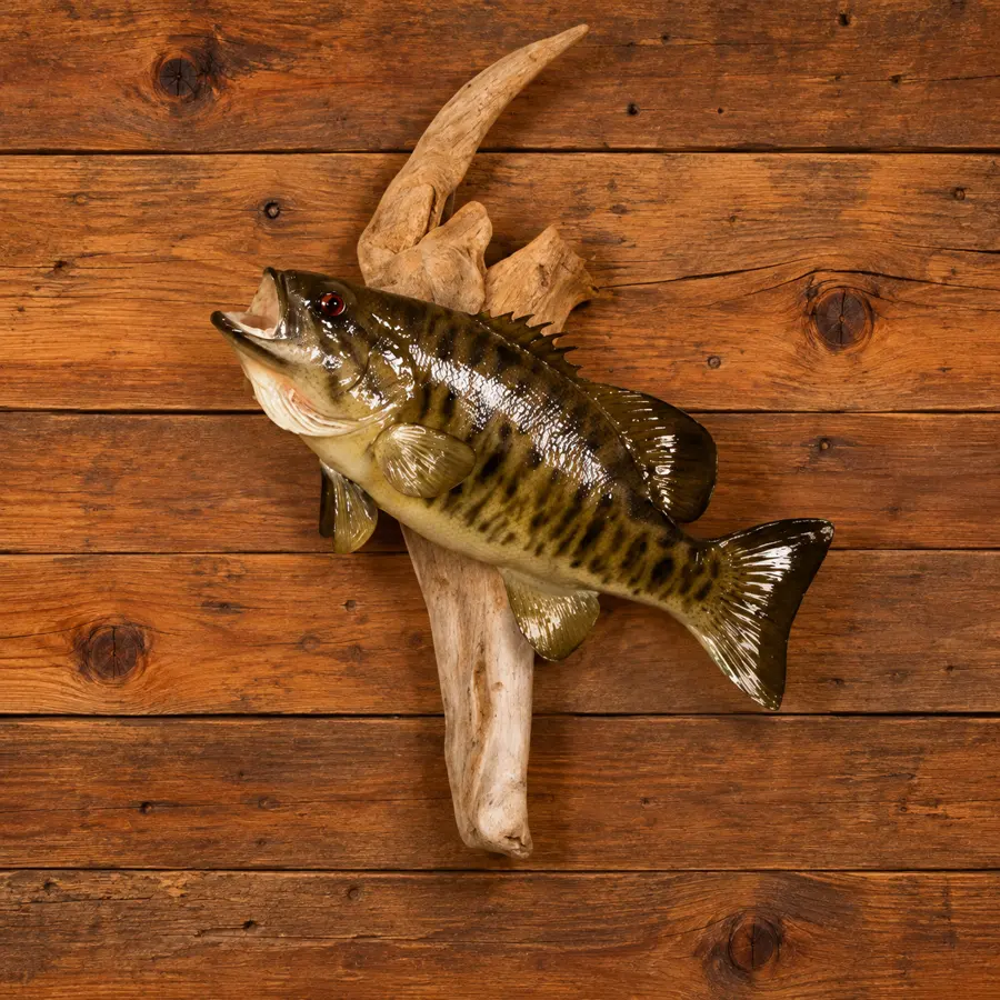 Lakewatch Smallmouth Bass Wall Mount in a rustic cabin