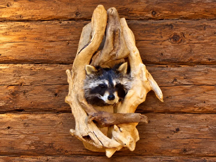 Hollowwood Raccoon Peek Mount in a rustic cabin