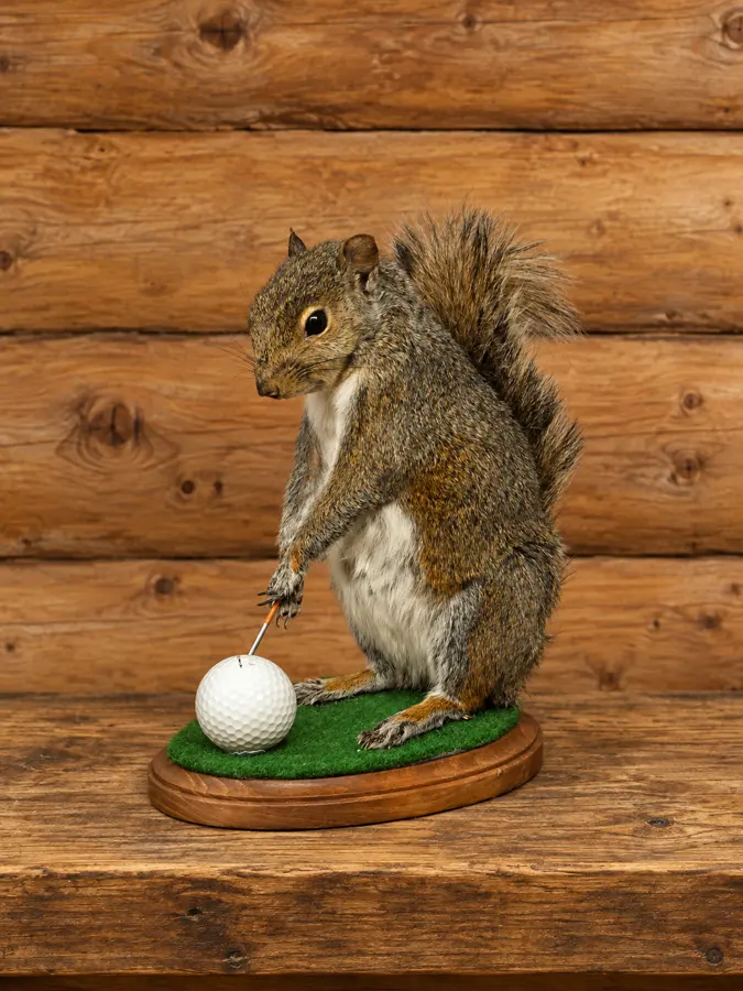 Fairway Squirrel Display in a rustic cabin