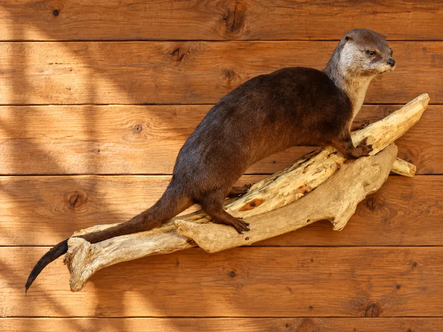 Riverbank Otter Driftwood Display in a rustic cabin