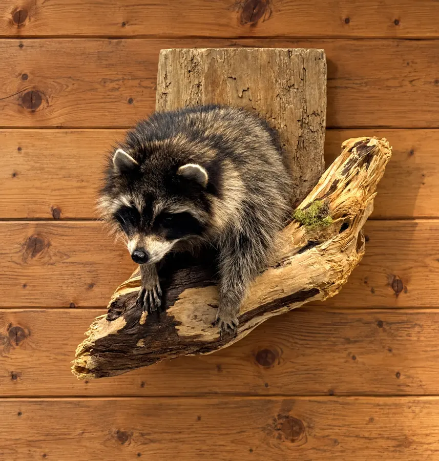 Driftwood Descent Raccoon Wall Mount in a rustic cabin