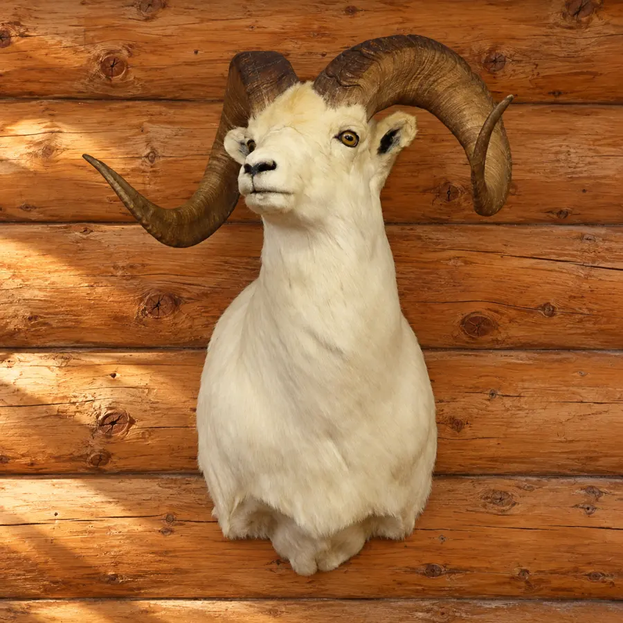 Alpine Curl Dall Sheep Shoulder Mount in a rustic cabin
