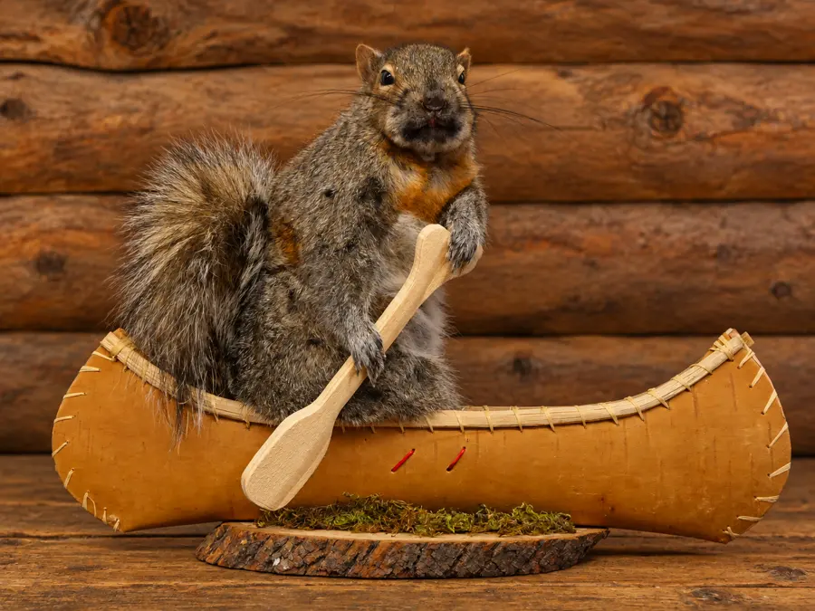 Birchwater Paddler Squirrel in a rustic cabin