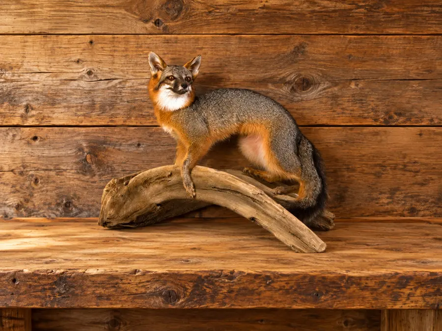 Driftwood Watch Gray Fox Mount in a rustic cabin